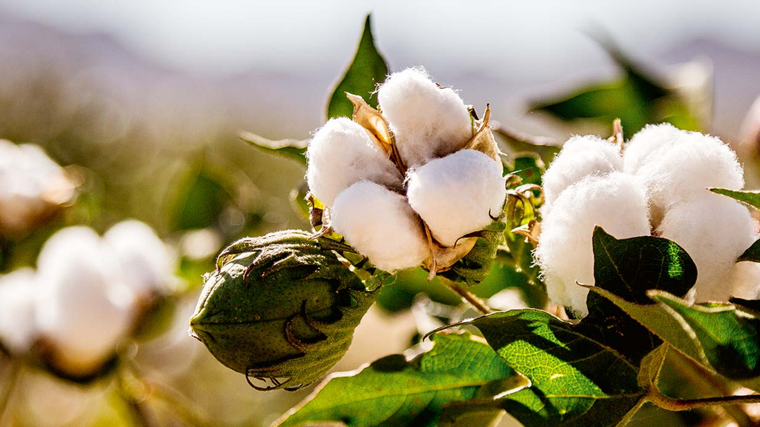 Organic Cotton vs Conventional Cotton: A Retrospect