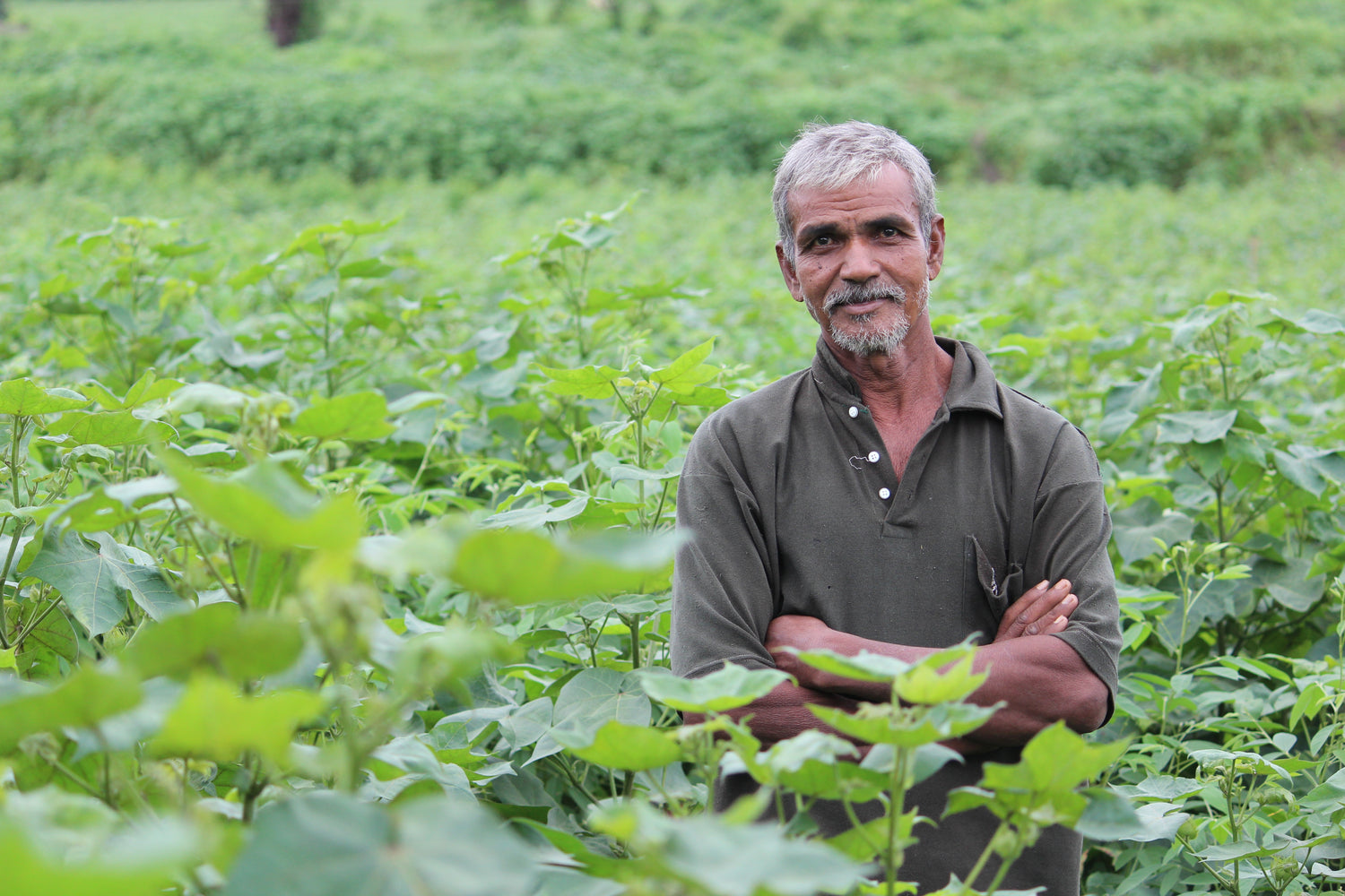 The Extraordinary Growth of Organic Cotton in India Northmist